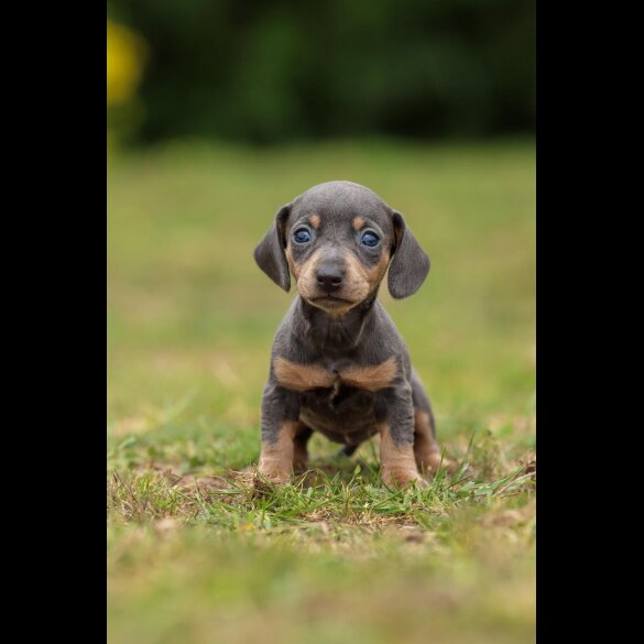 Dachshund (Standard &amp; Miniature) - Both