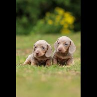 Dachshund (Standard &amp; Miniature) - Both