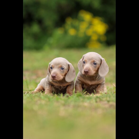 Dachshund (Standard &amp; Miniature) - Both