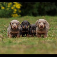 Dachshund (Standard &amp; Miniature) - Both