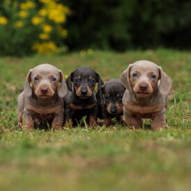 Dachshund (Standard &amp; Miniature) - Both
