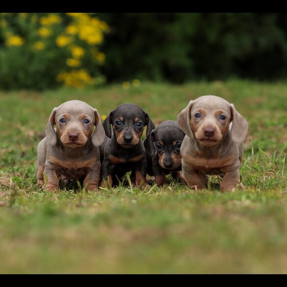 Dachshund (Standard &amp; Miniature) - Both