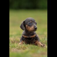 Dachshund (Standard &amp; Miniature) - Both