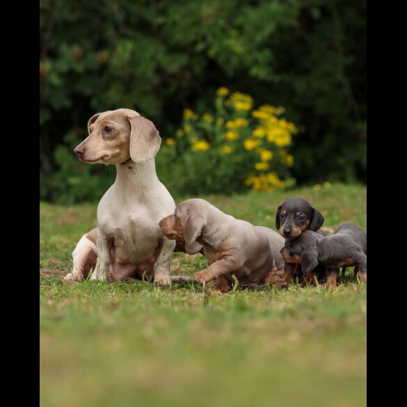 Dachshund (Standard &amp; Miniature) - Both