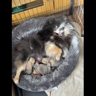 Pomeranian - Both