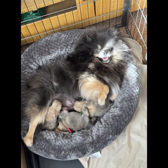 Pomeranian - Both
