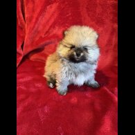 Pomeranian - Both