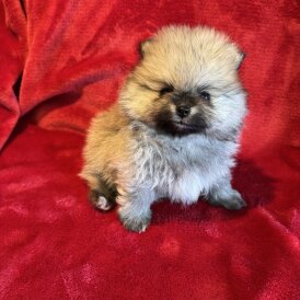 Pomeranian - Both