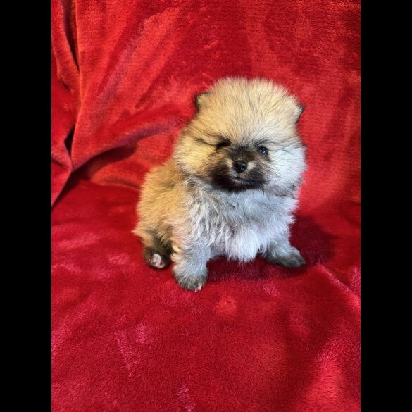 Pomeranian - Both