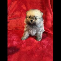 Pomeranian - Both