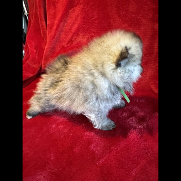 Pomeranian - Both