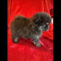 Pomeranian - Both