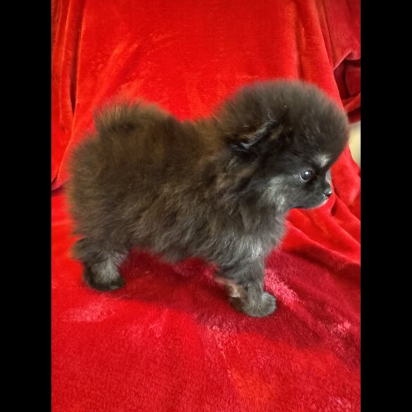 Pomeranian - Both