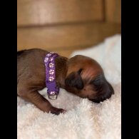 Rhodesian Ridgeback - Both