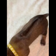 Rhodesian Ridgeback - Both