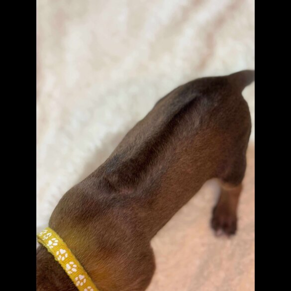 Rhodesian Ridgeback - Both