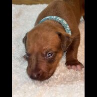 Rhodesian Ridgeback - Both