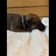 Rhodesian Ridgeback - Both