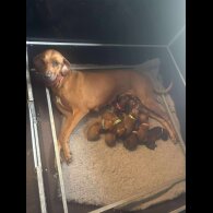 Rhodesian Ridgeback - Both