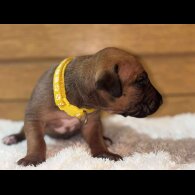 Rhodesian Ridgeback - Both