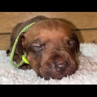 Rhodesian Ridgeback - Both