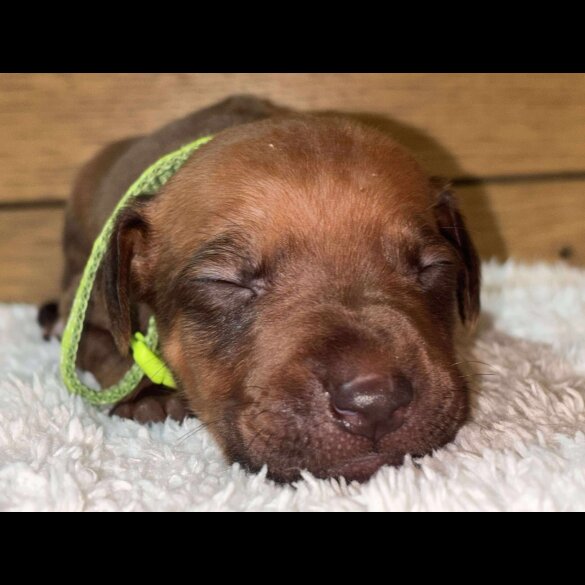 Rhodesian Ridgeback - Both