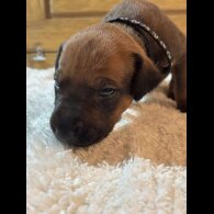 Rhodesian Ridgeback - Both
