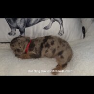 Dachshund (Standard &amp; Miniature) - Both
