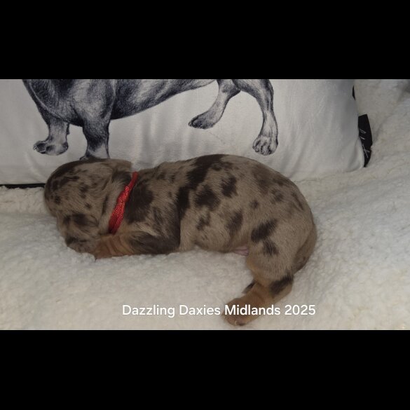 Dachshund (Standard &amp; Miniature) - Both