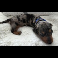 Dachshund (Standard &amp; Miniature) - Both