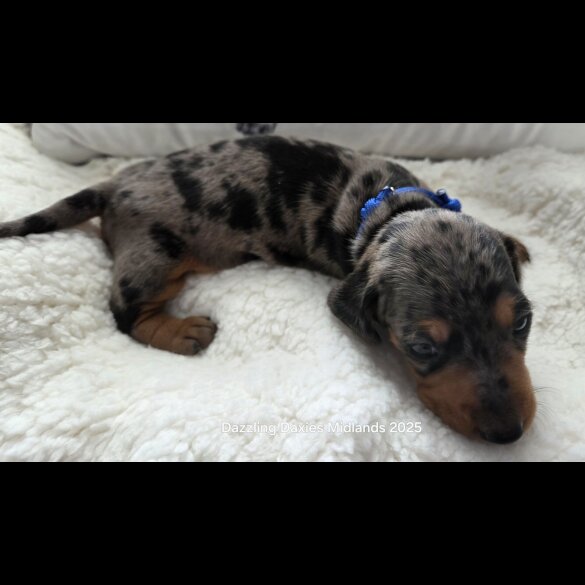 Dachshund (Standard &amp; Miniature) - Both