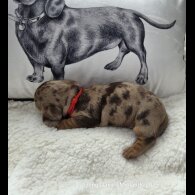 Dachshund (Standard &amp; Miniature) - Both