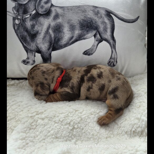 Dachshund (Standard &amp; Miniature) - Both