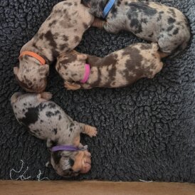 Dachshund (Standard &amp; Miniature) - Both