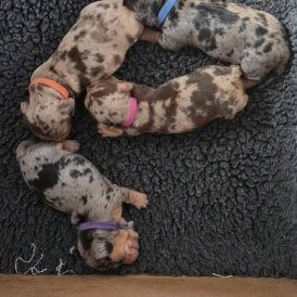 Dachshund (Standard &amp; Miniature) - Both