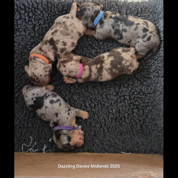 Dachshund (Standard &amp; Miniature) - Both