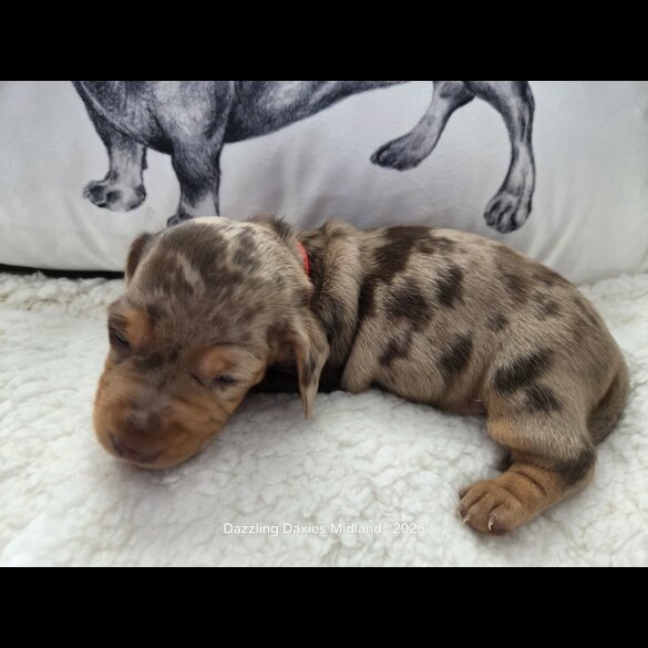 Dachshund (Standard &amp; Miniature) - Both