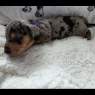 Dachshund (Standard &amp; Miniature) - Both