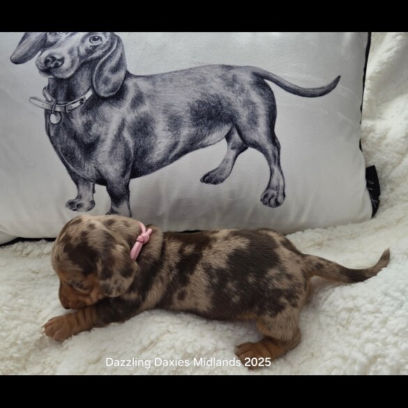 Dachshund (Standard &amp; Miniature) - Both