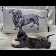 Dachshund (Standard &amp; Miniature) - Both