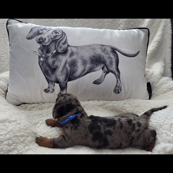 Dachshund (Standard &amp; Miniature) - Both