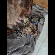 Dachshund (Standard &amp; Miniature) - Both