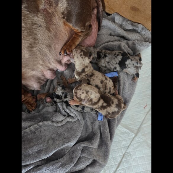Dachshund (Standard &amp; Miniature) - Both