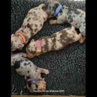 Dachshund (Standard &amp; Miniature) - Both