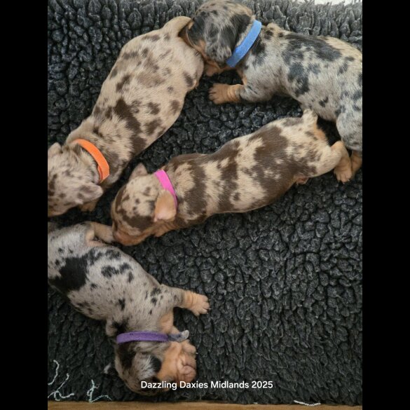 Dachshund (Standard &amp; Miniature) - Both