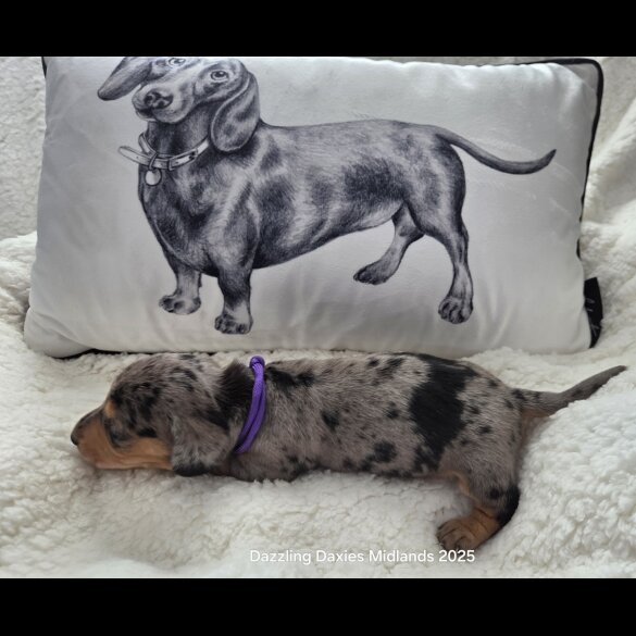 Dachshund (Standard &amp; Miniature) - Both