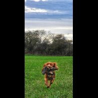 Cocker Spaniel (Working &amp; Show) - Both