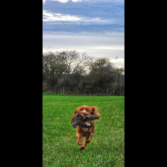 Cocker Spaniel (Working &amp; Show) - Both