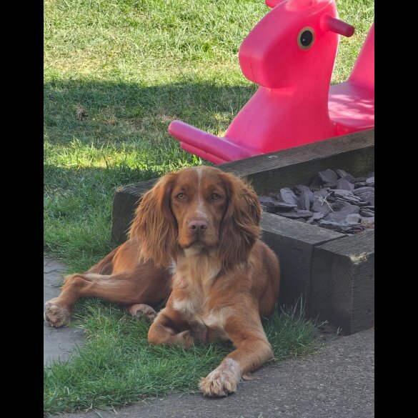 Cocker Spaniel (Working &amp; Show) - Both