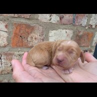 Cocker Spaniel (Working &amp; Show) - Both